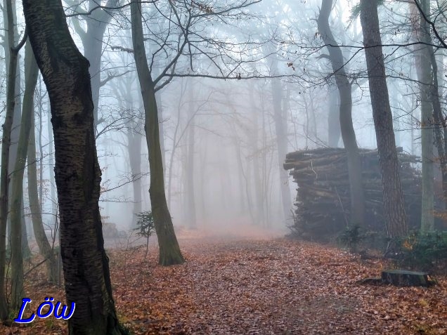 9.12.2025 - Dezembernebel